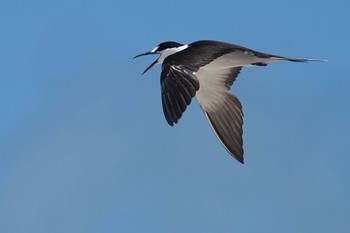 セグロアジサシ Michaelmas Cay 2022年10月10日(月)