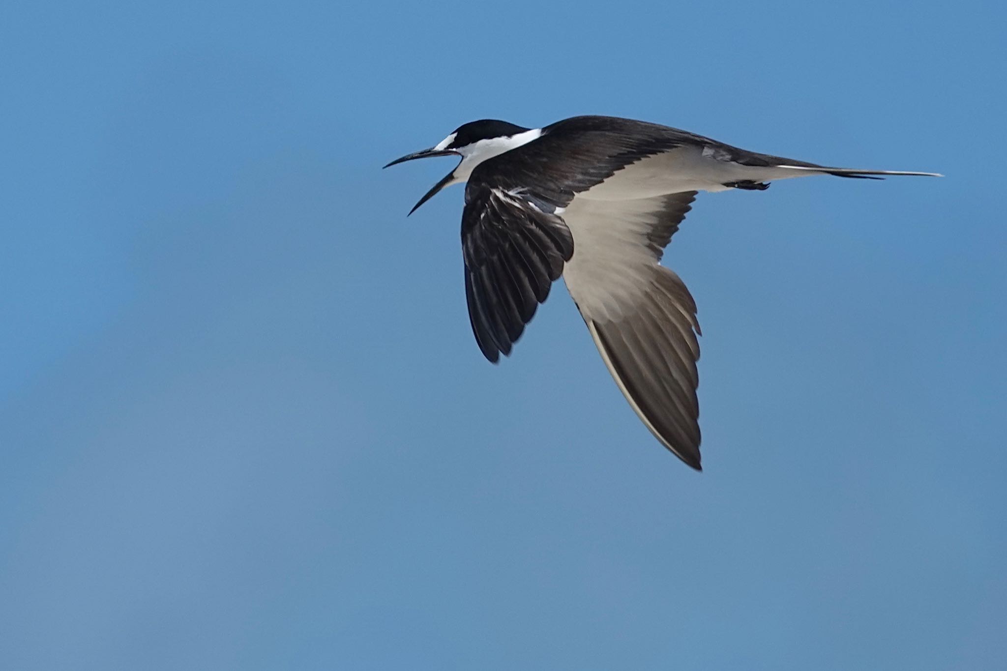 Michaelmas Cay セグロアジサシの写真 by のどか