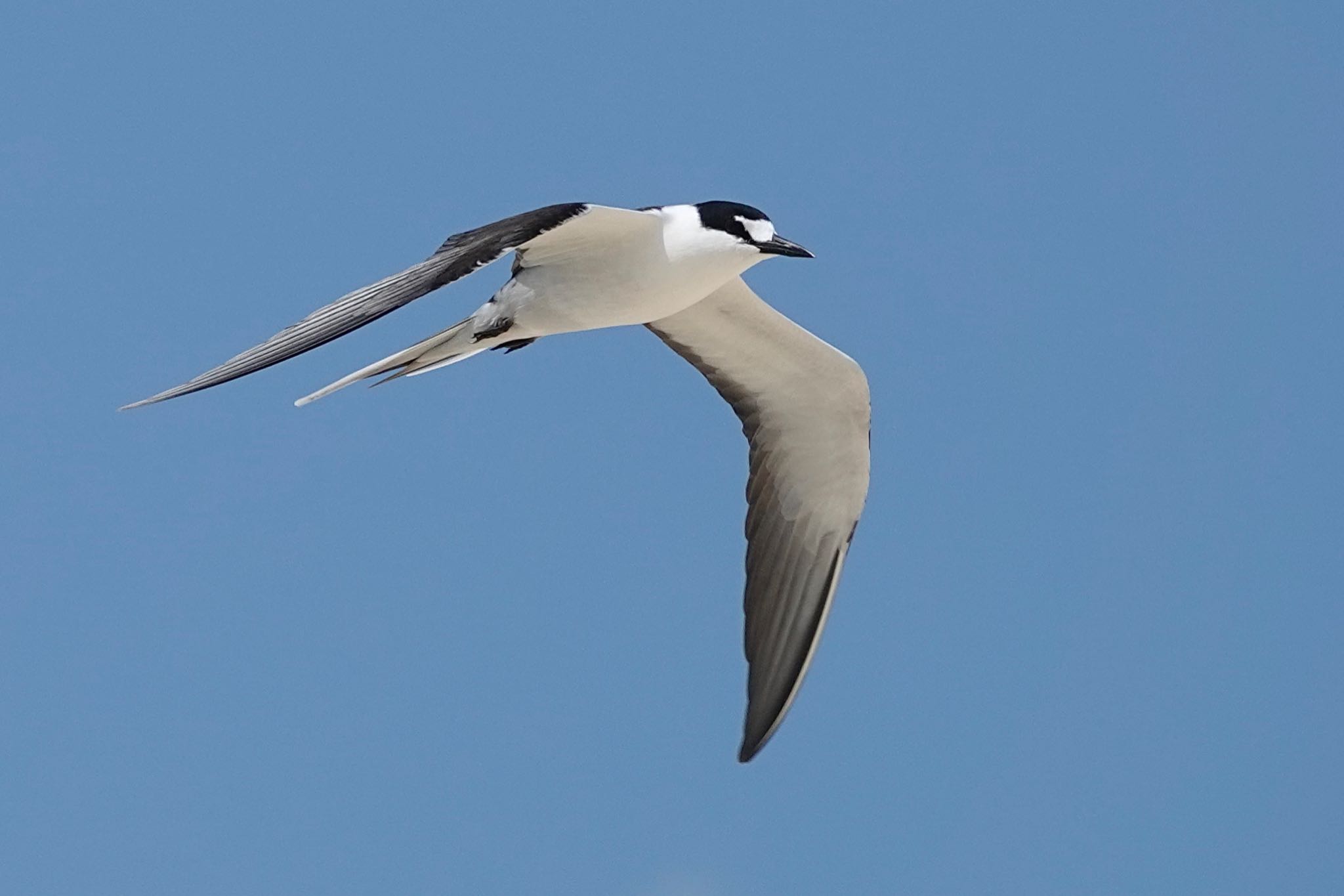 Michaelmas Cay セグロアジサシの写真 by のどか