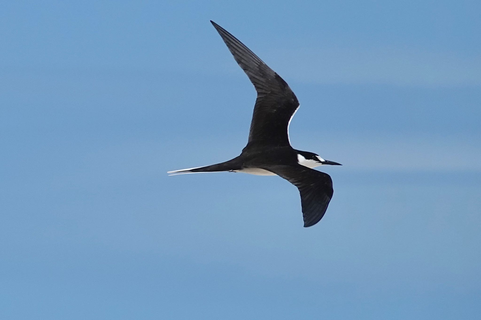 Michaelmas Cay セグロアジサシの写真 by のどか