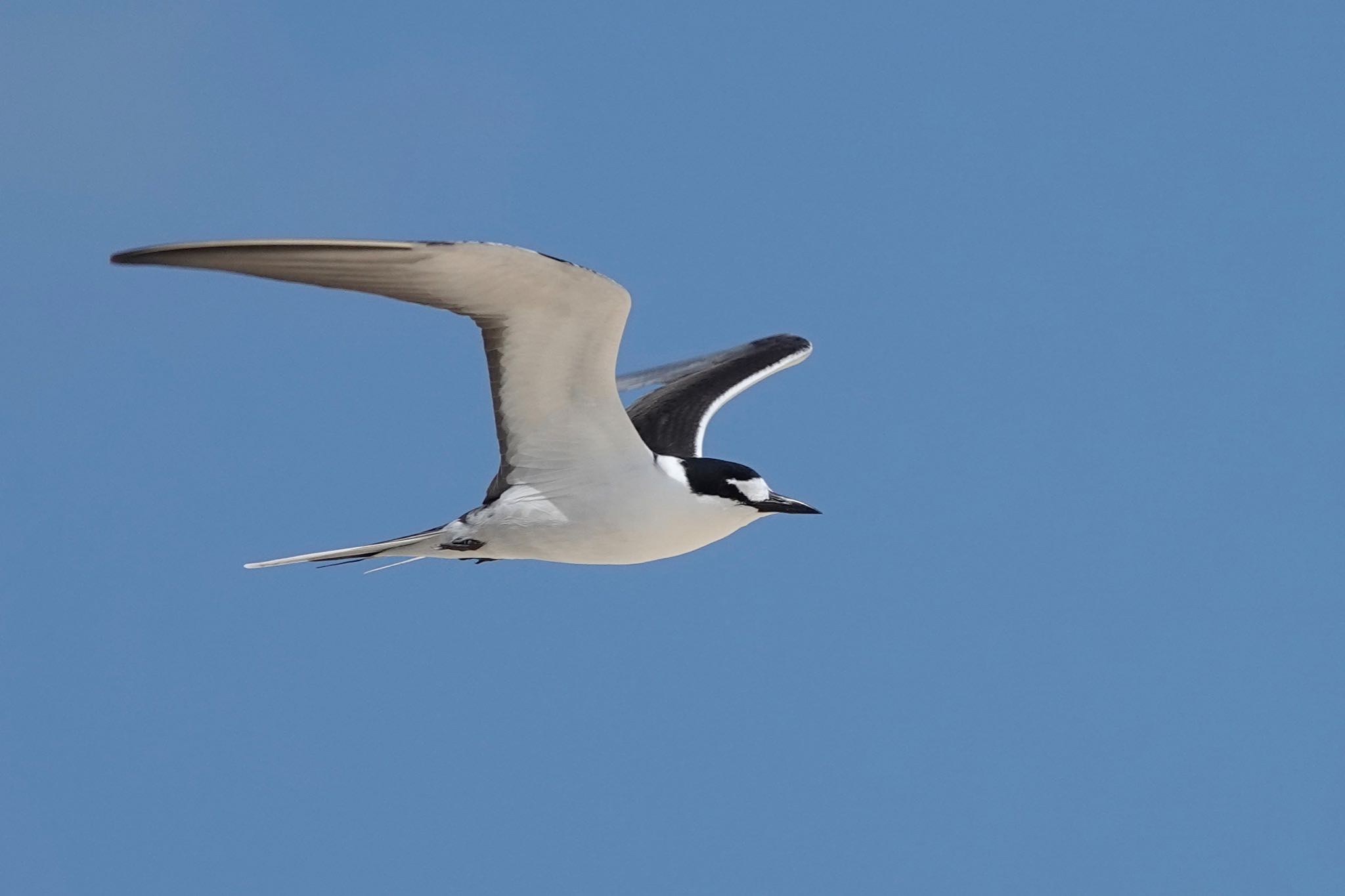 Michaelmas Cay セグロアジサシの写真 by のどか