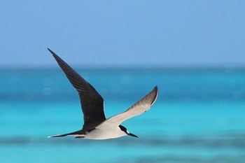 セグロアジサシ Michaelmas Cay 2022年10月10日(月)