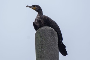 Great Cormorant 静岡県 Mon, 10/17/2022