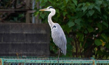 Grey Heron 静岡県 Mon, 10/17/2022