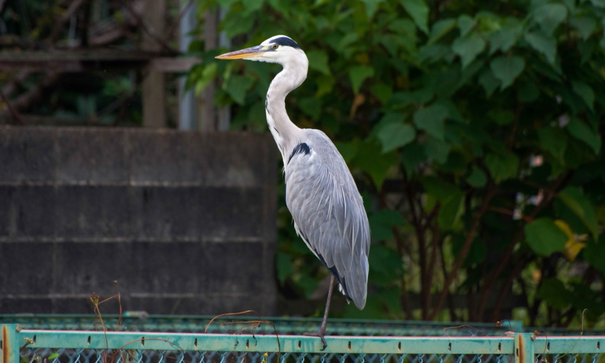 Photo of Grey Heron at 静岡県 by はる