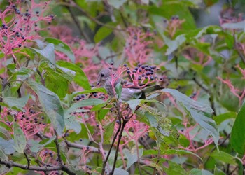 Grey-streaked Flycatcher 東京都立桜ヶ丘公園(聖蹟桜ヶ丘) Sun, 10/16/2022