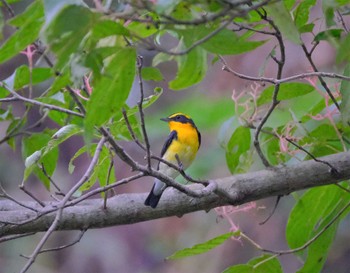 Narcissus Flycatcher 東京都立桜ヶ丘公園(聖蹟桜ヶ丘) Sun, 10/16/2022