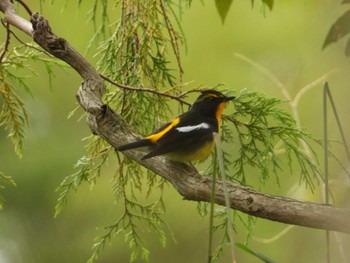 Narcissus Flycatcher 御胎内清宏園 Sat, 10/8/2022