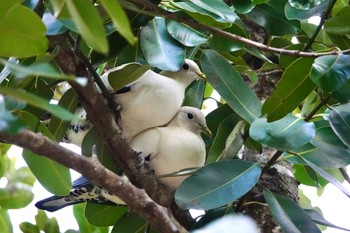 Torresian Imperial Pigeon ケアンズ Mon, 10/10/2022