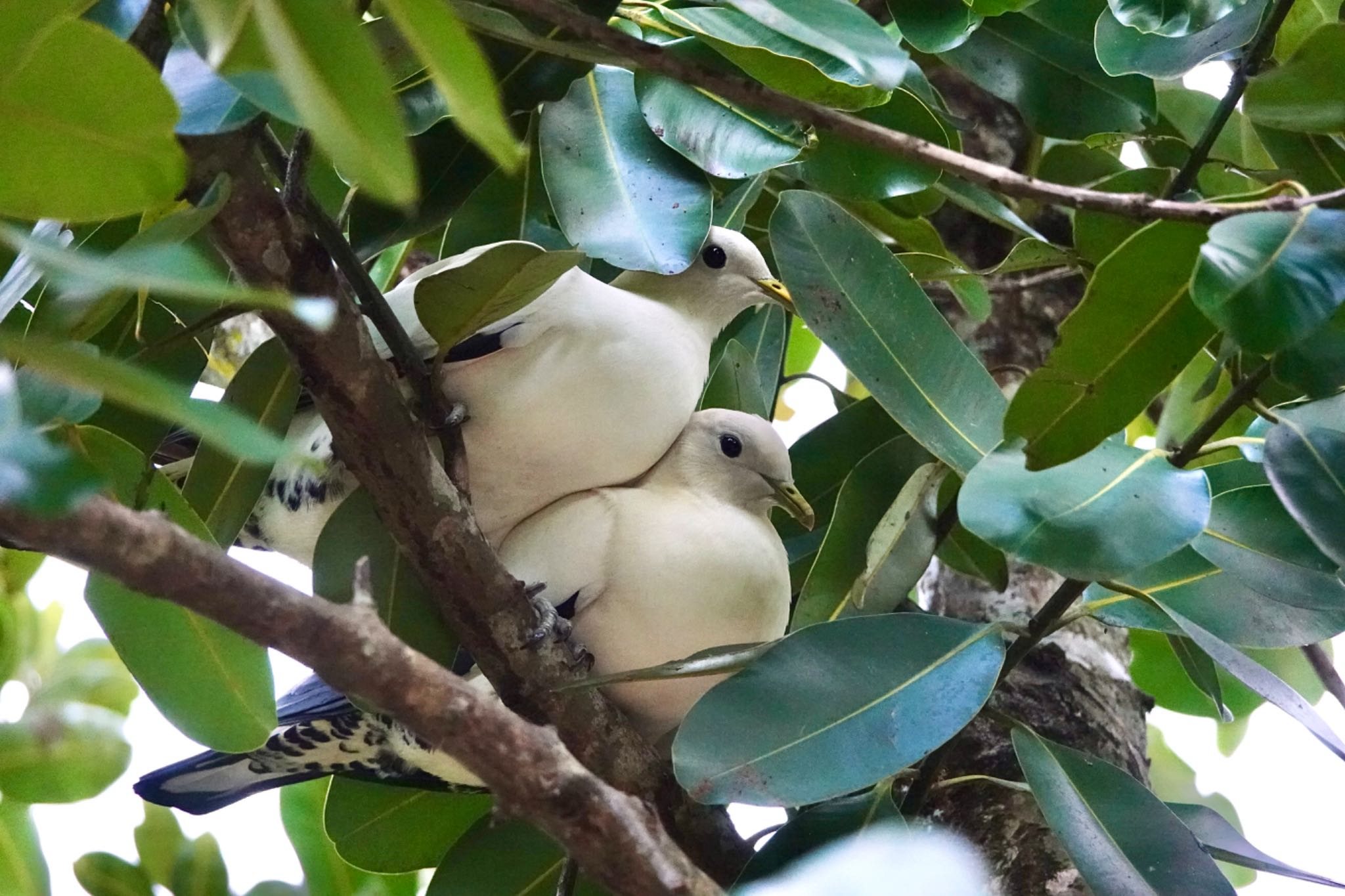 Photo of Torresian Imperial Pigeon at ケアンズ by のどか