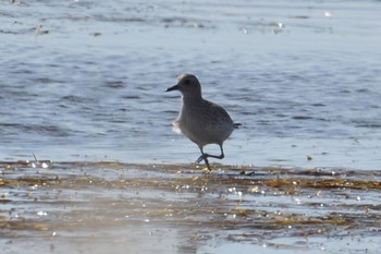 Grey Plover Notsuke Peninsula Sun, 10/16/2022