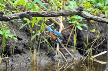 カワセミ 葛西臨海公園 2022年10月15日(土)