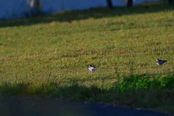 ハクセキレイ 長浜公園 2022年10月16日(日)