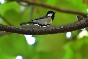 2022年10月16日(日) 長浜公園の野鳥観察記録