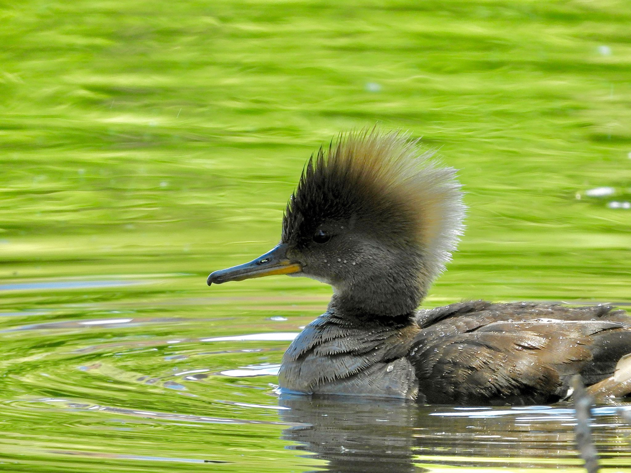 Hooded Merganser