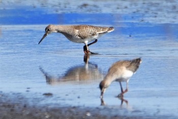 アカアシシギ 沖新町蓮田 2019年10月14日(月)