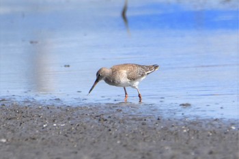 アカアシシギ 沖新町蓮田 2019年10月14日(月)