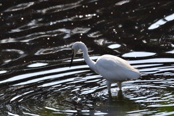 コサギ 長浜公園 2022年10月16日(日)