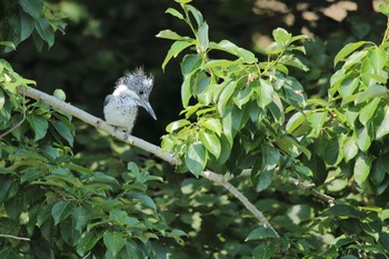 Crested Kingfisher Makomanai Park Sat, 7/30/2022