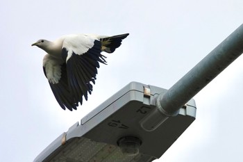 Torresian Imperial Pigeon ケアンズ Thu, 9/29/2022