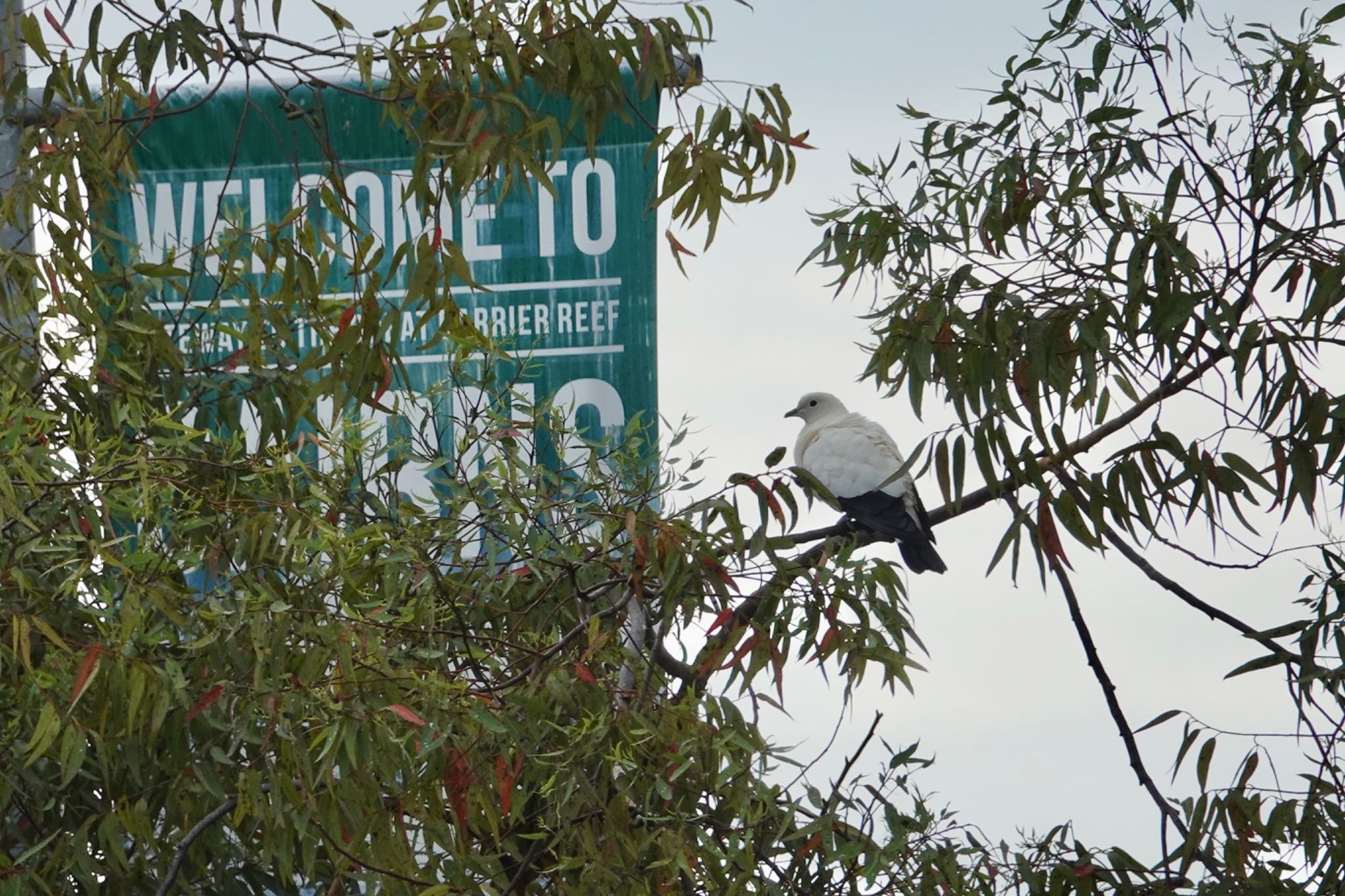 Photo of Torresian Imperial Pigeon at ケアンズ by のどか