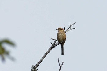 Bull-headed Shrike 横浜市立金沢自然公園 Sun, 10/16/2022