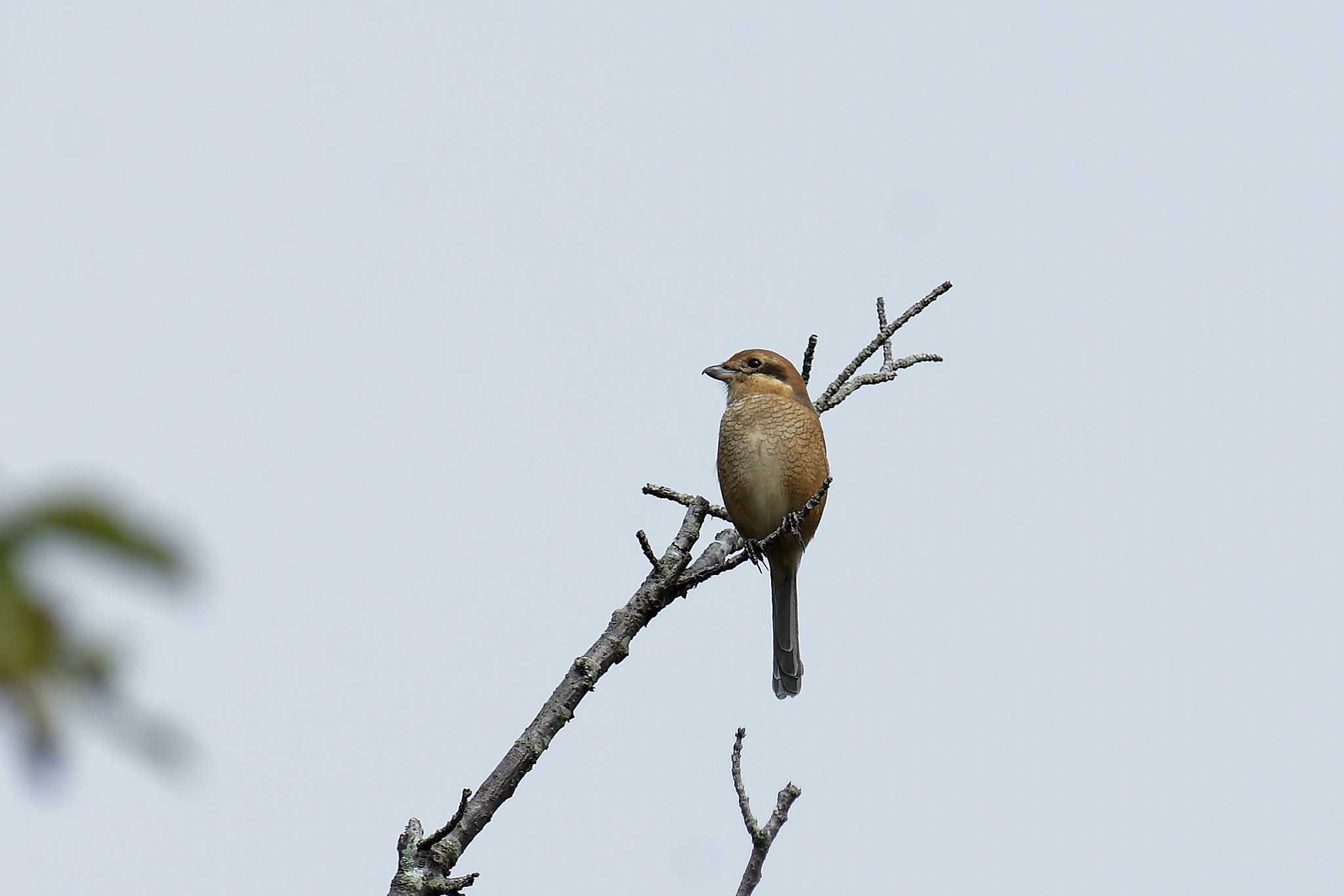 Photo of Bull-headed Shrike at 横浜市立金沢自然公園 by しおまつ