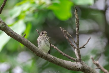 エゾビタキ 東京港野鳥公園 2022年10月9日(日)