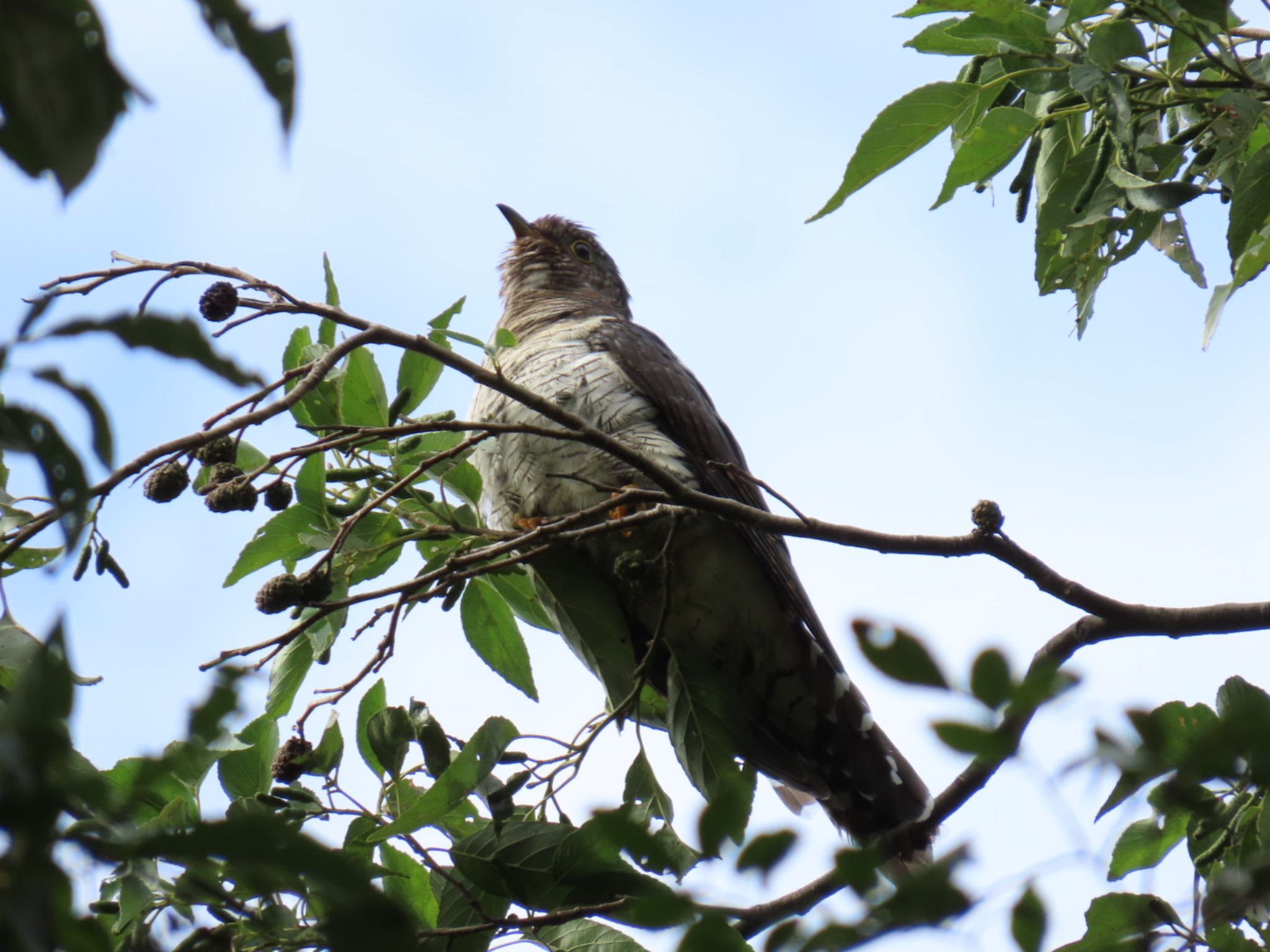 Photo of Oriental Cuckoo at Mizumoto Park by toritoruzo 