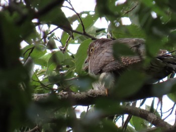 Oriental Cuckoo Mizumoto Park Tue, 10/18/2022