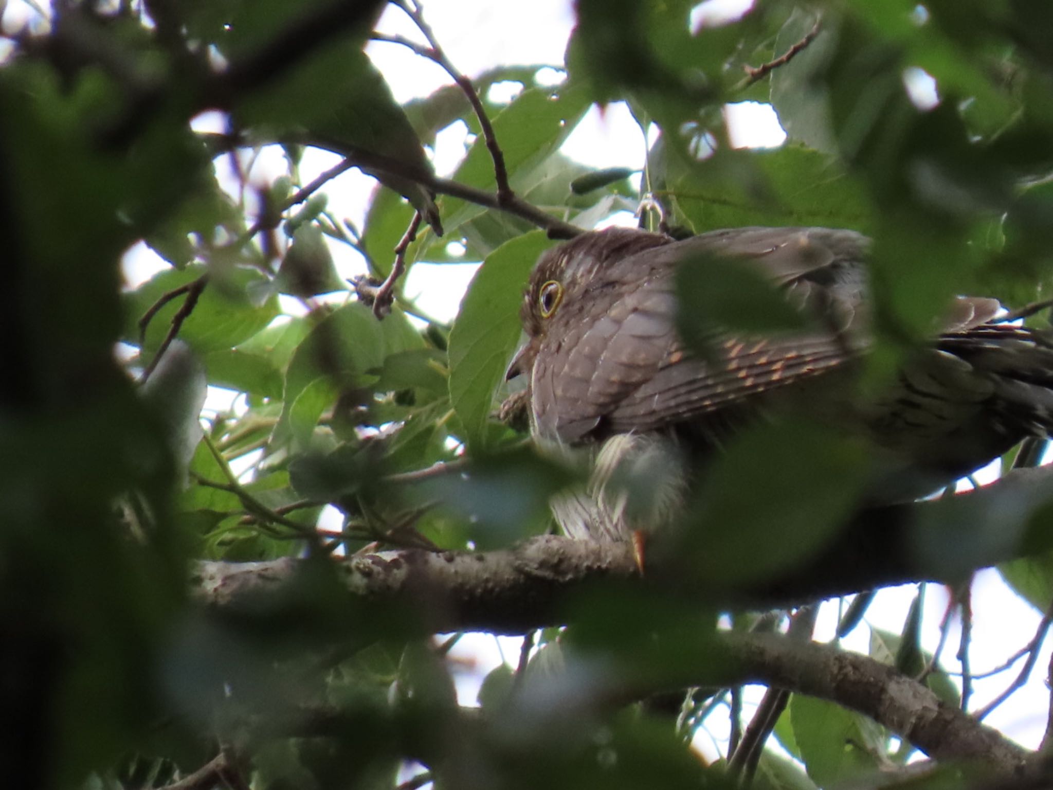 Photo of Oriental Cuckoo at Mizumoto Park by toritoruzo 