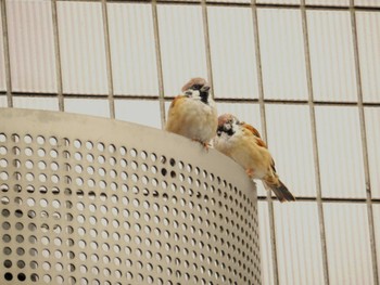 Eurasian Tree Sparrow 平和の森公園、妙正寺川 Tue, 10/18/2022