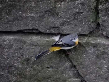 Grey Wagtail 平和の森公園、妙正寺川 Tue, 10/18/2022