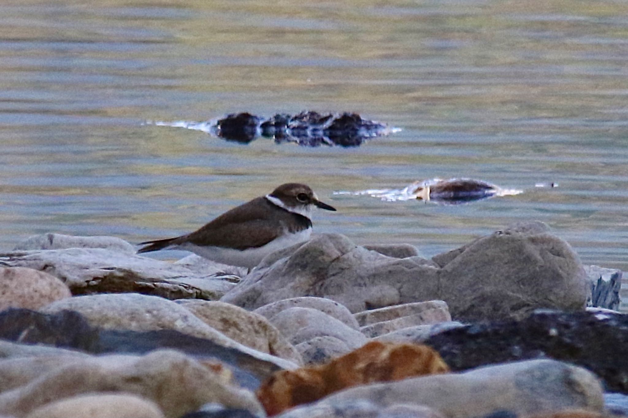 Photo of Little Ringed Plover at 山口県岩国市 by たけ隊長