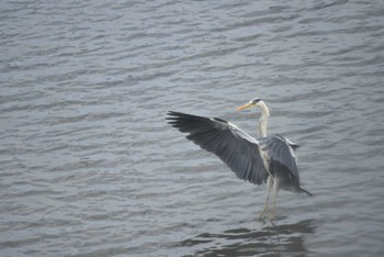 アオサギ 東京港野鳥公園 2022年5月8日(日)