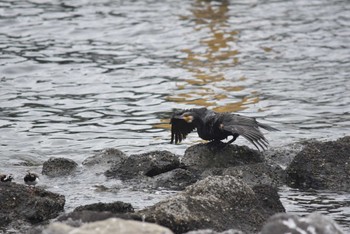 カワウ 東京港野鳥公園 2022年5月8日(日)