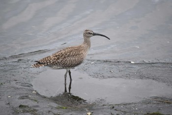 Eurasian Whimbrel Tokyo Port Wild Bird Park Sun, 5/8/2022