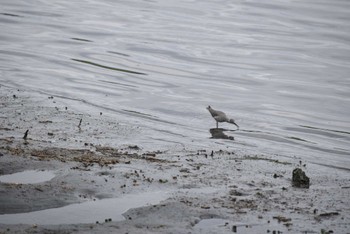 キアシシギ 東京港野鳥公園 2022年5月8日(日)