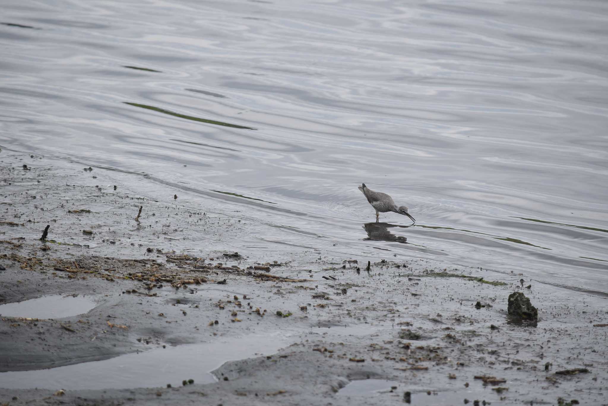 Photo of Grey-tailed Tattler at Tokyo Port Wild Bird Park by みやさん