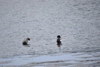 Greater Scaup Tokyo Port Wild Bird Park Sun, 5/8/2022