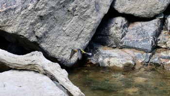 Grey Wagtail 武田尾 Tue, 10/18/2022