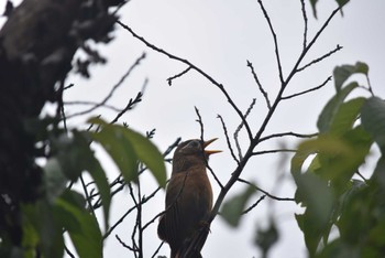 Sun, 5/15/2022 Birding report at Showa Kinen Park