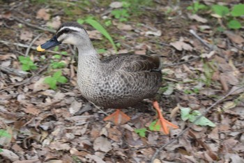 Eastern Spot-billed Duck Showa Kinen Park Sun, 5/15/2022