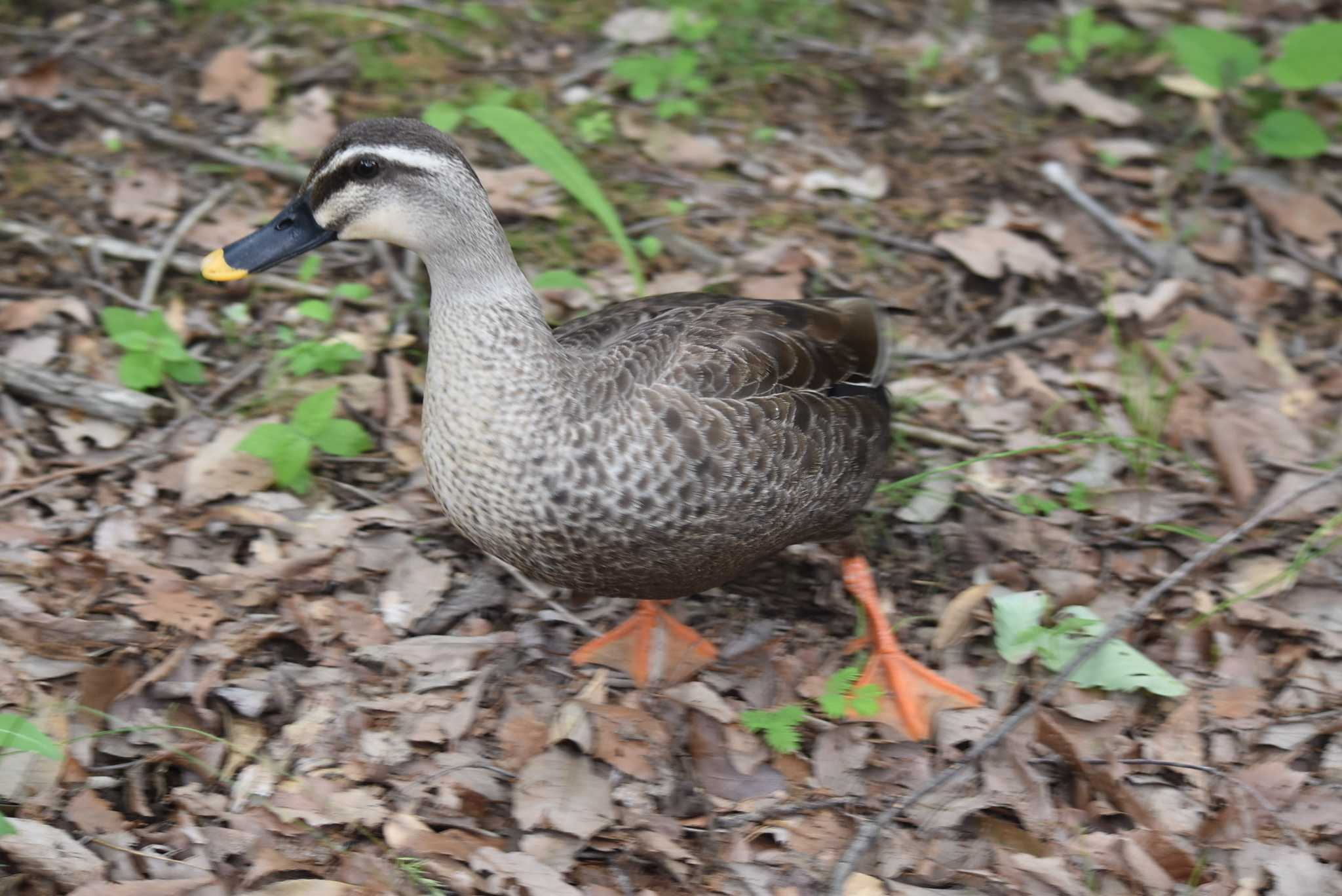 Photo of Eastern Spot-billed Duck at Showa Kinen Park by みやさん