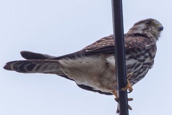 Common Kestrel 静岡県 Tue, 10/18/2022