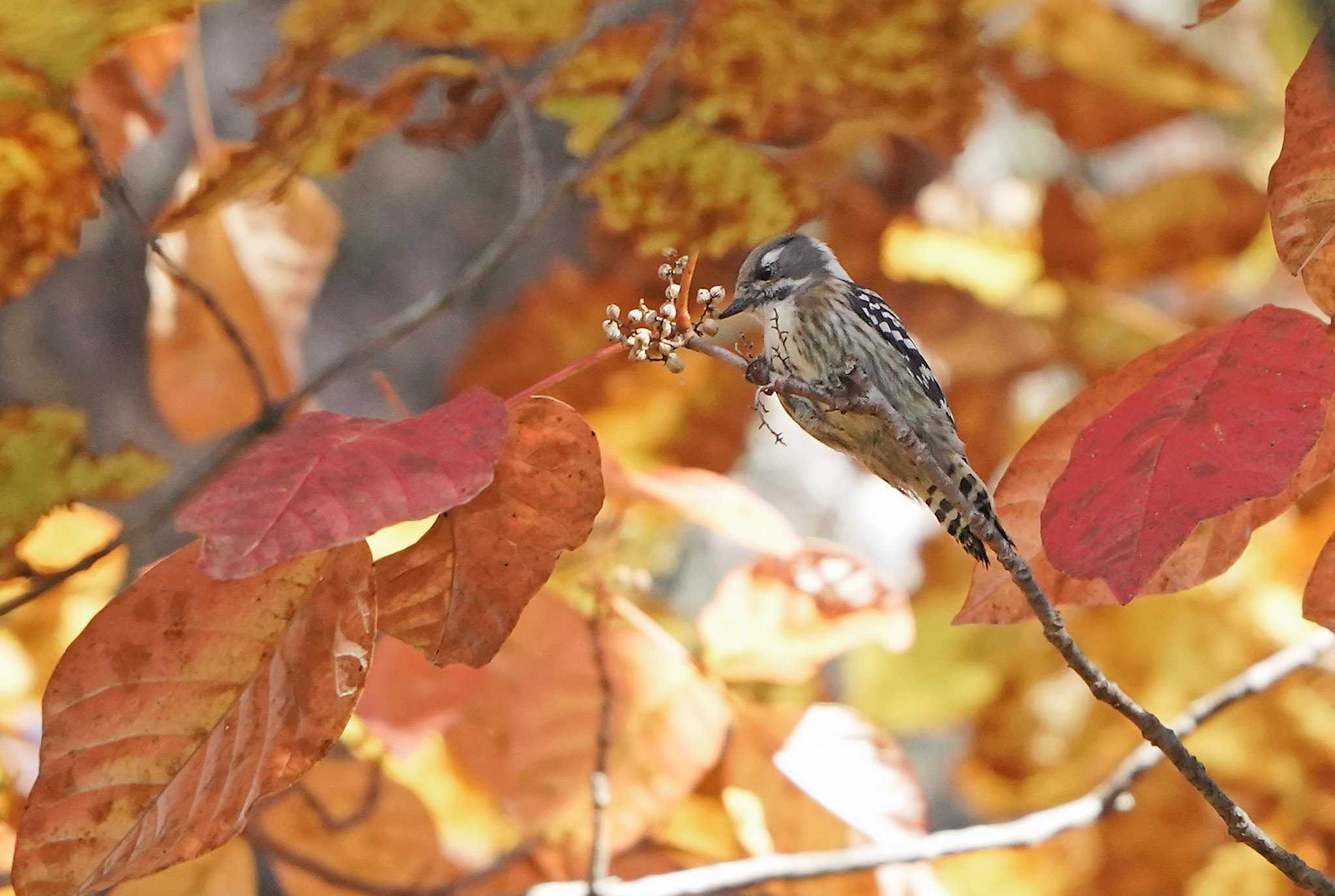 木の実を食べるコゲラっち🤩　秋だね～🍂🍁 by Rothlega