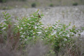 2022年5月21日(土) 多摩川(浅川合流付近)の野鳥観察記録