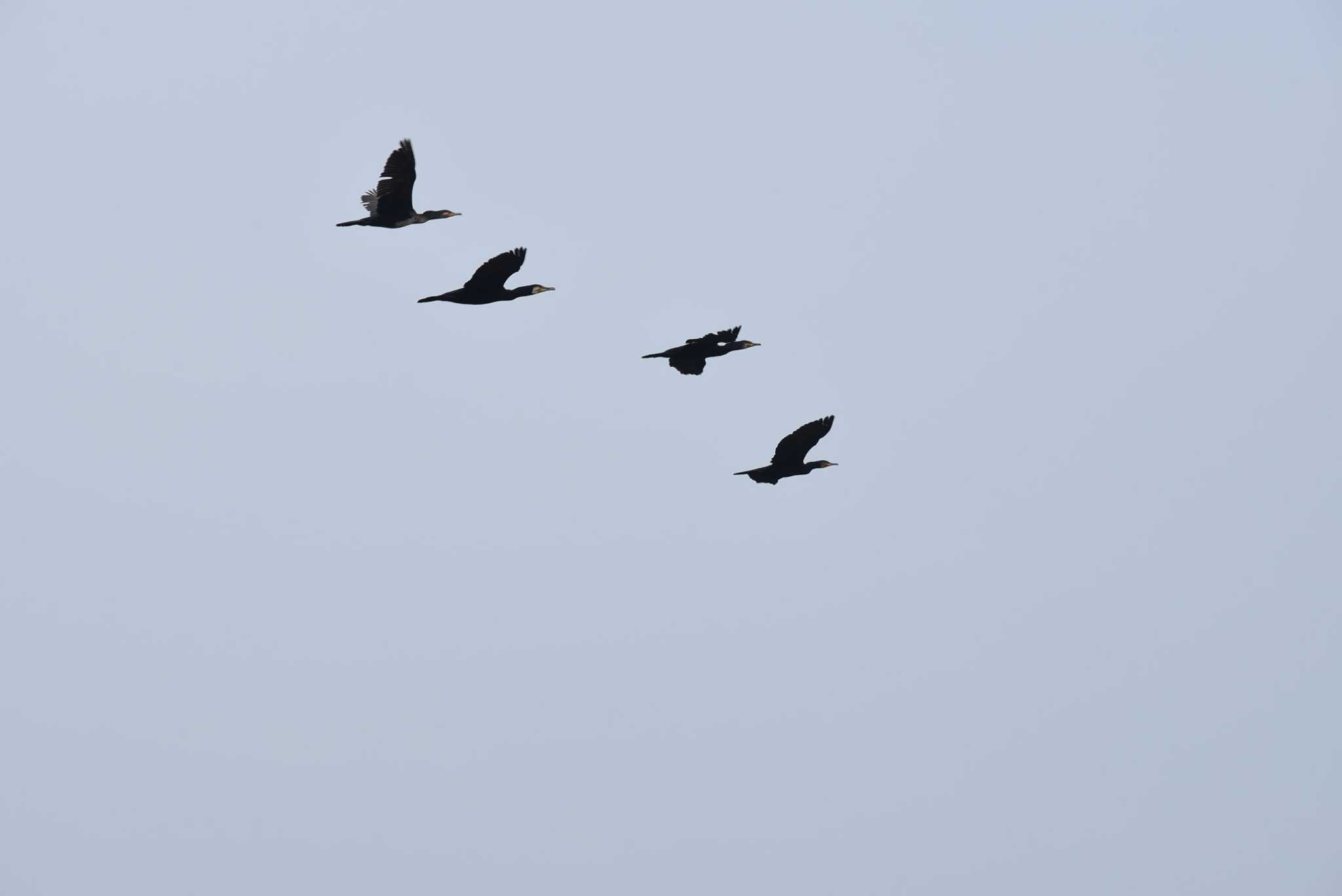 Photo of Great Cormorant at 多摩川(浅川合流付近) by みやさん