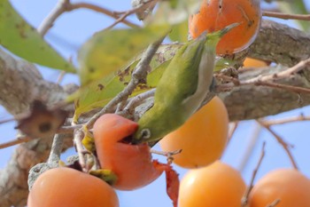 Warbling White-eye 堺市内 Sun, 10/16/2022