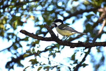 Japanese Tit 久宝寺緑地公園 Sat, 10/15/2022